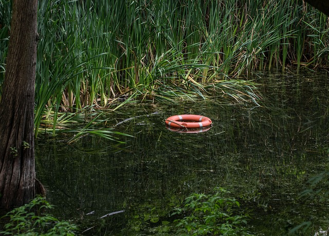Bewachsene und sumpfige Wasserbereiche sind gefährlich. Wasserpflanzen