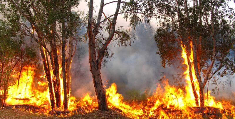Waldbrand Waldbrand