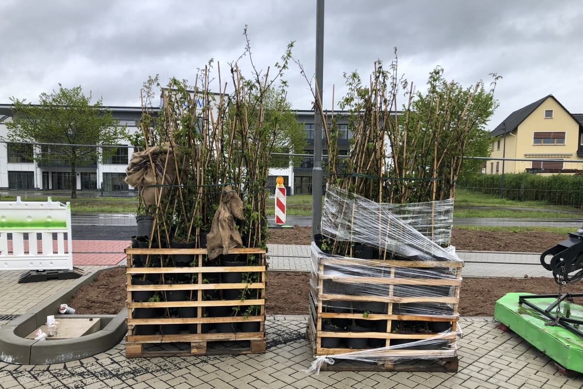 Grünbepflanzung Grünbepflanzung