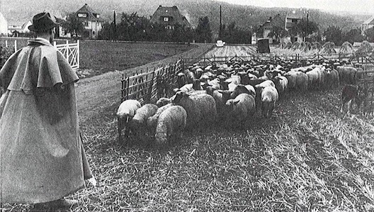 Schäferidylle am Dorfrand im Jahr 1960 26